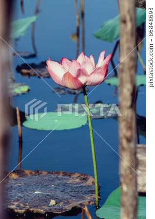 Nature photo film: Lotus blooming season. Nature photo film: Lotus blooming season. 86848693