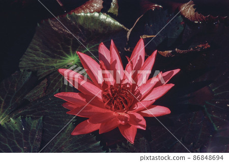 Nature photo film: Lotus blooming season. Nature photo film: Lotus blooming season. 86848694