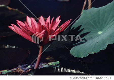 Nature photo film: Lotus blooming season. Nature photo film: Lotus blooming season. 86848695