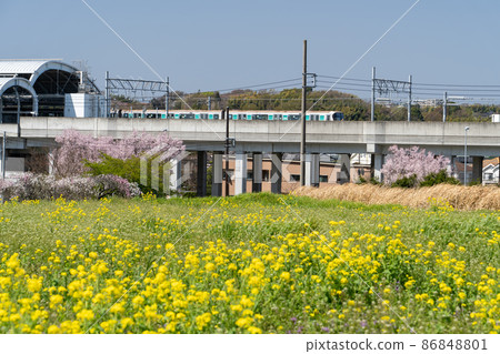 春天風景:櫻花盛開、火車、油菜花田 春天風景:櫻花盛開、火車、油菜花田 86848801