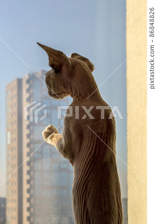 Kitten of the Devon Rex watching out the window 86848826