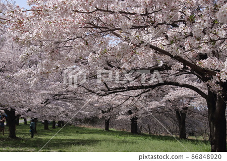 Iruma River Cycle Road Cherry Blossom Trees 86848920