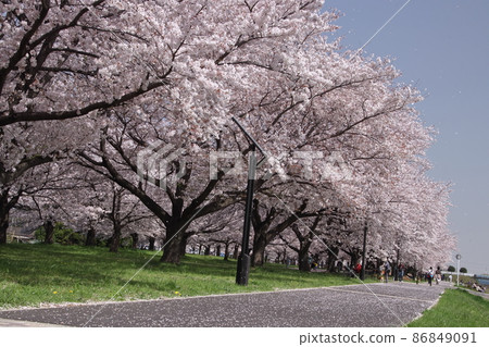 Iruma River Cycle Road Cherry Blossom Trees Iruma River Cycle Road Cherry Blossom Trees 86849091