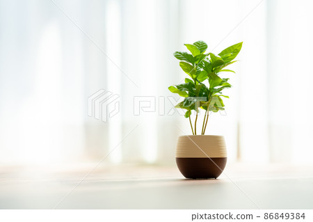 咖啡樹 86849384