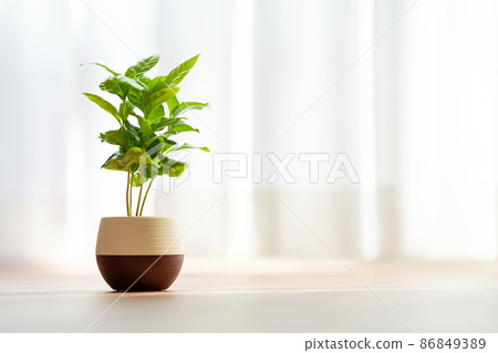 咖啡樹 86849389