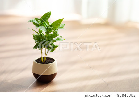 咖啡樹 咖啡樹 86849392