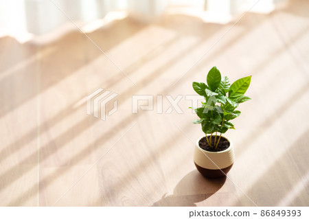 咖啡樹 86849393