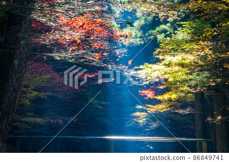 靜岡縣守知郡森町市宮 奧國神社 深秋的景色 86849741