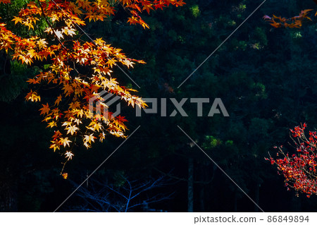Daito-in, Tachibana, Mori-cho, Shuchi-gun, Shizuoka Prefecture Late autumn scenery Daito-in, Tachibana, Mori-cho, Shuchi-gun, Shizuoka Prefecture Late autumn scenery 86849894