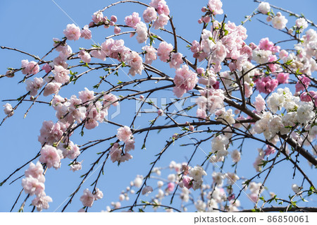 Spring weeping peach close-up 86850061