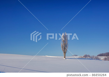 Winter scenery with a poplar tree wrapped in hoarfrost (Kamifurano, Hokkaido) 86850264