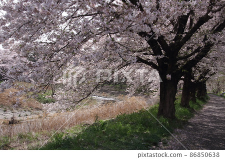 A row of cherry blossom trees on the Hirai River bank A row of cherry blossom trees on the Hirai River bank 86850638