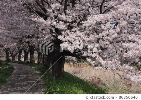 A row of cherry blossom trees on the Hirai River bank A row of cherry blossom trees on the Hirai River bank 86850640