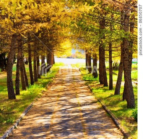 Autumn in a park. Fall season 86850707