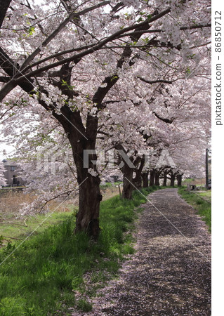 A row of cherry blossom trees on the Hirai River bank 86850712