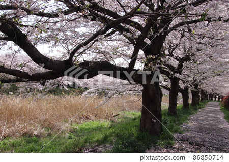 A row of cherry blossom trees on the Hirai River bank 86850714