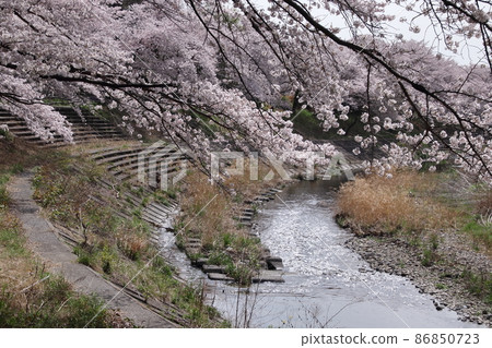 A row of cherry blossom trees on the Hirai River bank 86850723