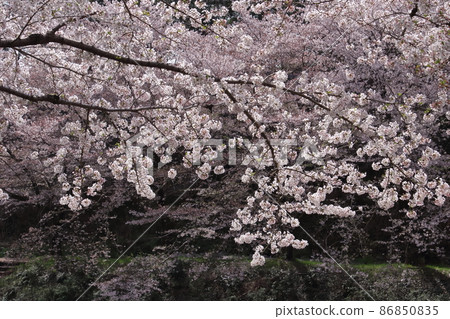 A row of cherry blossom trees on the Hirai River bank 86850835