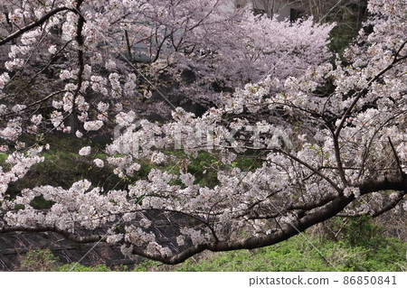 A row of cherry blossom trees on the Hirai River bank A row of cherry blossom trees on the Hirai River bank 86850841