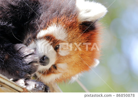 Lesser panda Lesser panda 86850878