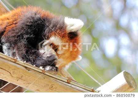 Lesser panda Lesser panda 86850879