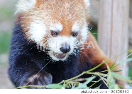 Lesser panda Lesser panda 86850883