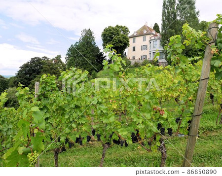 Arenenberg Castle and Vineyard (Thurgau, Switzerland) Arenenberg Castle and Vineyard (Thurgau, Switzerland) 86850890