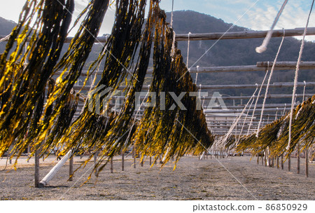 和歌山縣日高郡由良町惠那漁港隨風飄揚的曬乾海藻 86850929