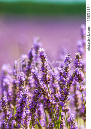 Lavender fields in Southern France Lavender fields in Southern France 86851184