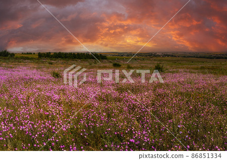 Wild purple flowers in steppe and sunrise Wild purple flowers in steppe and sunrise 86851334