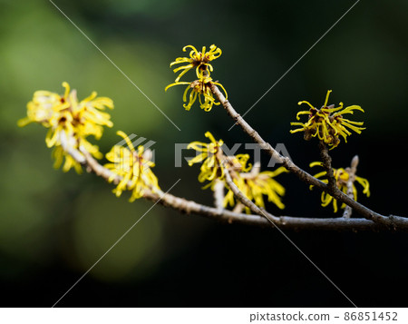 Hamamelis mollis like a yellow ribbon 86851452