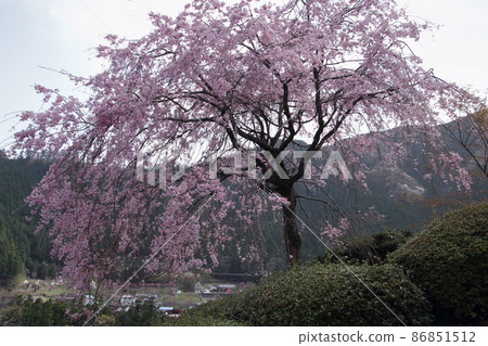 花寺流水院 花寺流水院 86851512