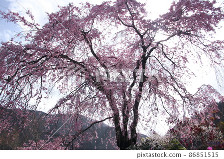 花寺流水院 花寺流水院 86851515