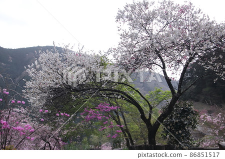 花寺流水院 花寺流水院 86851517