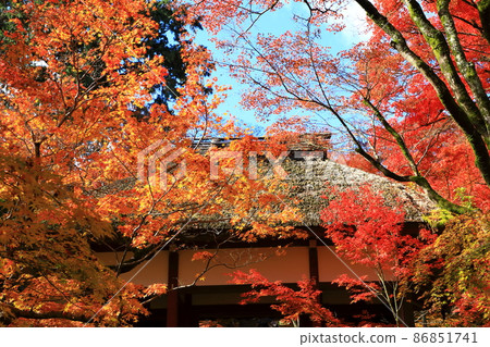 常寂光寺仁王門的紅葉 86851741