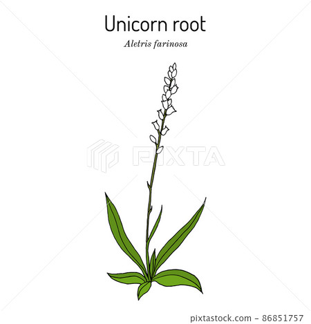 Unicorn root, or crow corn Aletris farinosa , medicinal plant 86851757