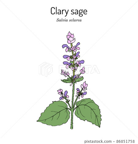 Clary sage Salvia sclarea , medicinal plant 86851758
