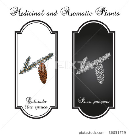 Blue spruce Picea pungens , state tree of Colorado. Hand drawn botanical vector illustration 86851759