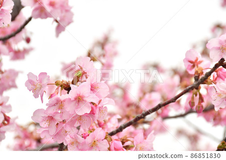Cherry blossom white back Cherry blossom white back 86851830