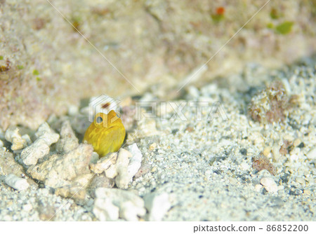 Yellow Jawfish Agoamadai. 3 Yellow Jawfish Agoamadai. 3 86852200