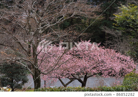 飯能市入間川河津櫻花 86852282