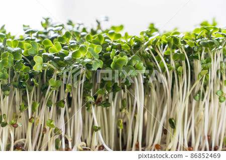 Broccoli Sprout Broccoli Sprout 86852469