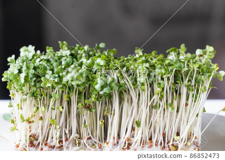 Broccoli Sprout 86852473