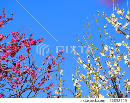 紅白梅與晴空 紅白梅與晴空 86852529