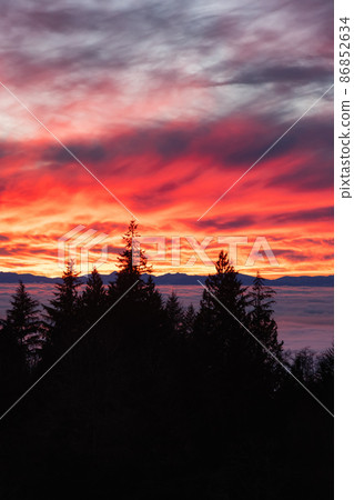 Canadian Nature View of Evergreen Trees on a mountain above the clouds. 86852634