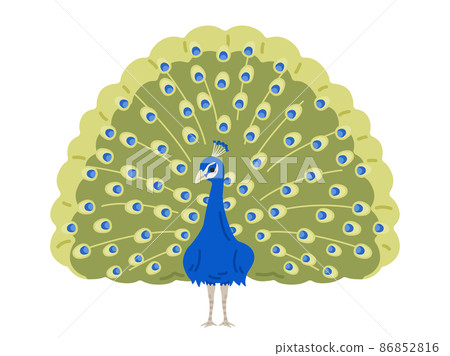 孔雀展開翅膀的插圖 86852816