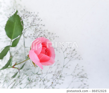 Pink rose on white background. Perfect for background greeting cards and invitations of the wedding, birthday, Valentine's Day, Mother's Day. 86852828