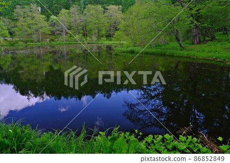 Early summer Shinshu Togakushi Midori is reflected in the fresh green water mirror of the pond 86852849