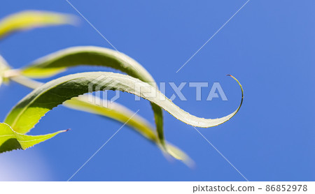 Corkscrew green willow leaves against blue sky in sunny day. Salix Matsudana. Natural background Corkscrew green willow leaves against blue sky in sunny day. Salix Matsudana. Natural background 86852978