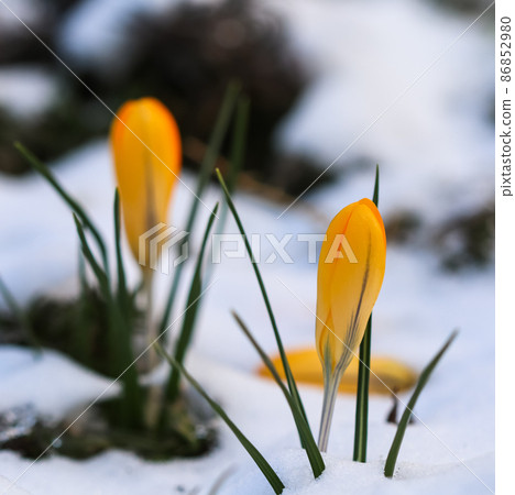 The first yellow crocuses from under the snow in the garden on a sunny day. Botanical concept 86852980